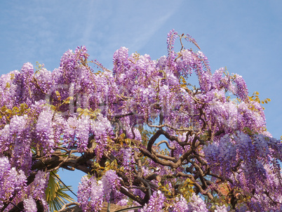 Wisteria