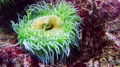 Seeanemonen (Actiniaria)