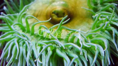 Seeanemone (Actiniaria)