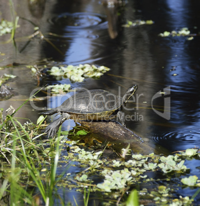 turtle on the lake