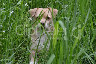 Hund im Gras