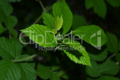 Junges Blatt im Wald