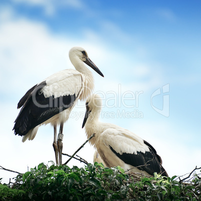 Storks in the nest