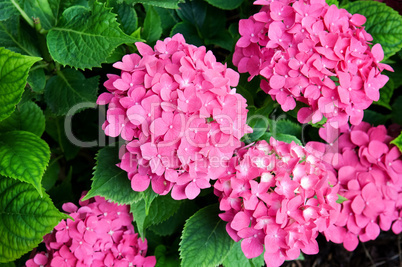 bright flowers hydrangeas