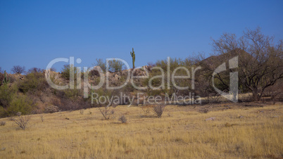 Sonoran Desert Spring Daytime Scene