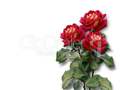 bouquet of red roses on a white background