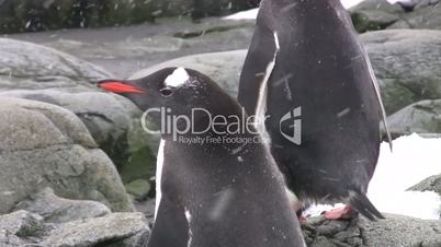 gentoo penguins, antarctica