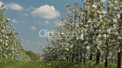 Blühende Apfelplantage