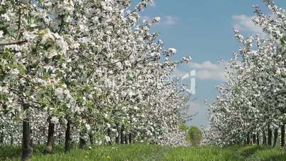 Apfelblüten im Frühlingswind