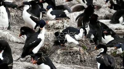 king cormorant are nesting in colony of penguins