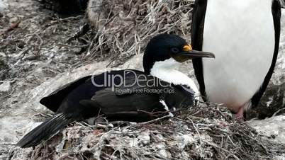 king cormorant is nesting