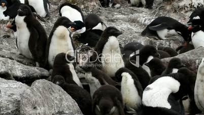 rockhopper penguin chicks