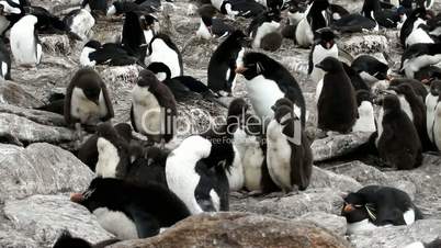 rockhopper penguin colony