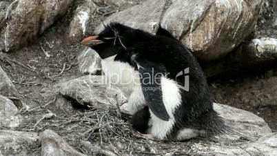 rockhopper penguin mother and her chick