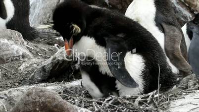 rockhopper penguin mother is feeding her chick