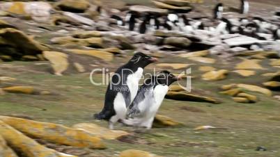 two rockhopper penguins running away