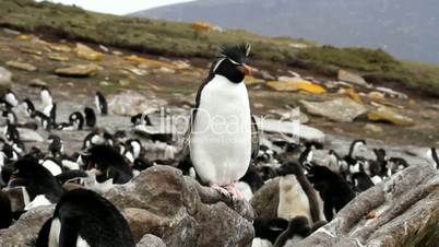 rockhopper penguin sitting on a stone