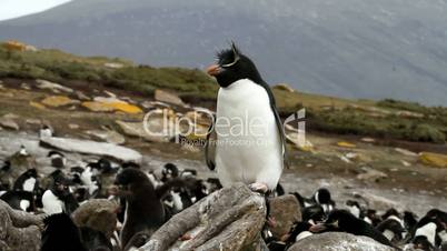 rockhopper penguin sitting on a rock