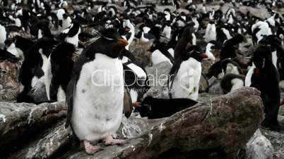 colony of rockhopper penguins