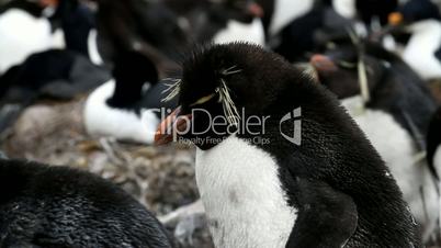 close-up of a rockhopper penguin