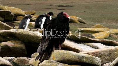 turkey vulture and penguins