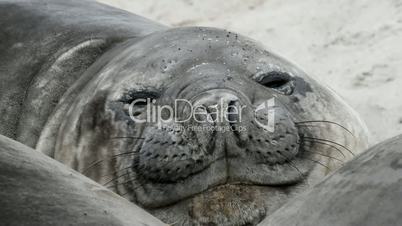 elephant seal ist resting
