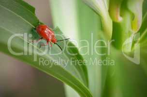 lily beetle