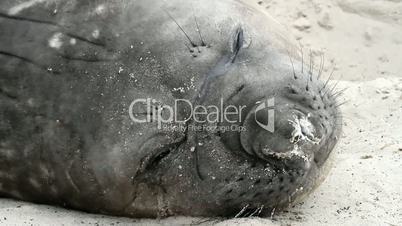 elephant seal is resting