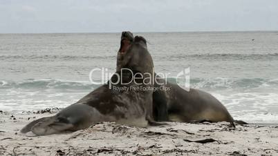 elephant seals are fighting