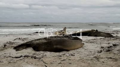 elephant seals are resting