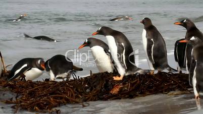 Group of gentoo penguins