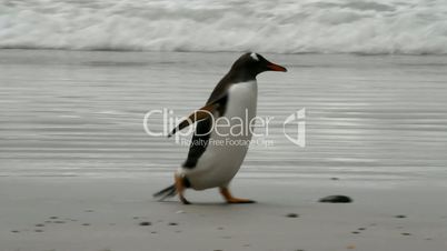 gentoo penguin is running away