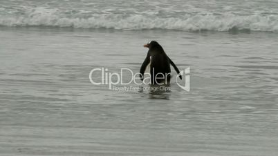 Gentoo penguin is taking a bath