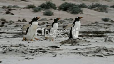 gentoo penguins walking in a row