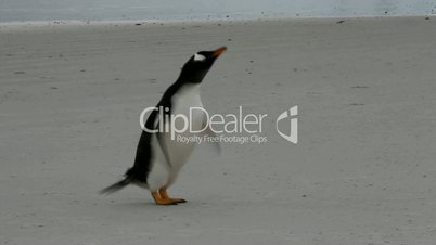 lonely gentoo penguin