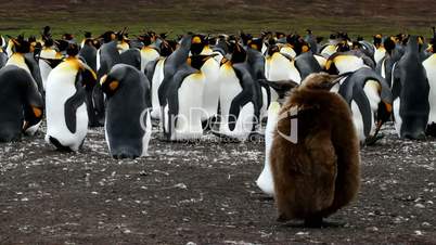 King Penguin colony