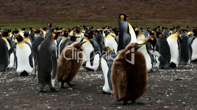 King Penguin colony