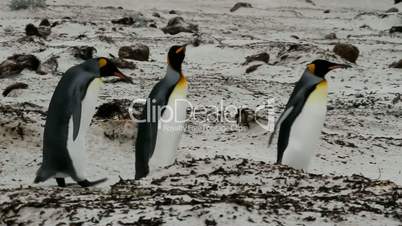 King Penguins walking on the beach