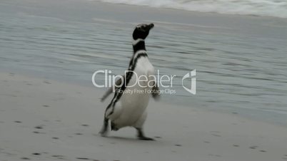 Magellanic Penguin running on the beach
