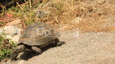 Turtle fastly walking in nature