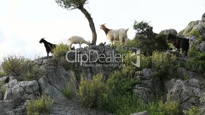 mountain goat in nature