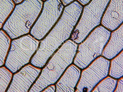 Onion epidermus micrograph