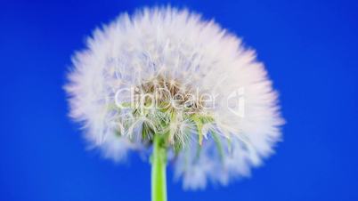 loewenzahn (taraxacum sect. ruderalia)