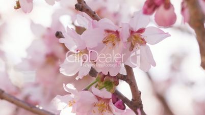 close up video of sakura cherry blossom,
