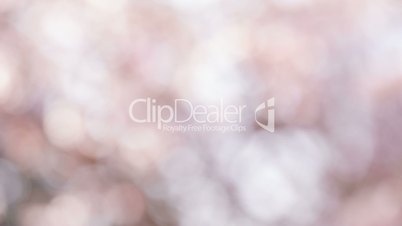 light pink defocused background