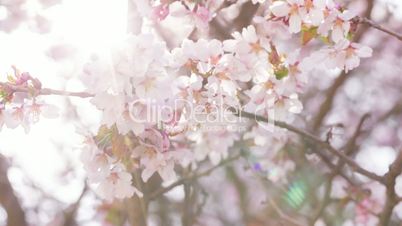 close up video of sakura cherry blossom