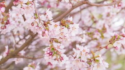 close up video of sakura cherry blossom