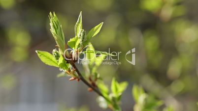 new bird-cherry leaves in morning spring sunlight