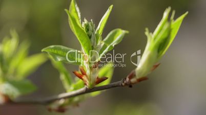 new bird-cherry leaves in morning spring sunlight