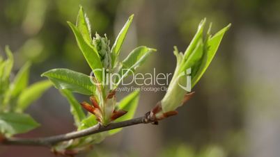 new bird-cherry leaves in morning spring sunlight